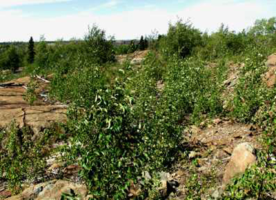 Knight North area in 2005 with vegetation over a metre high